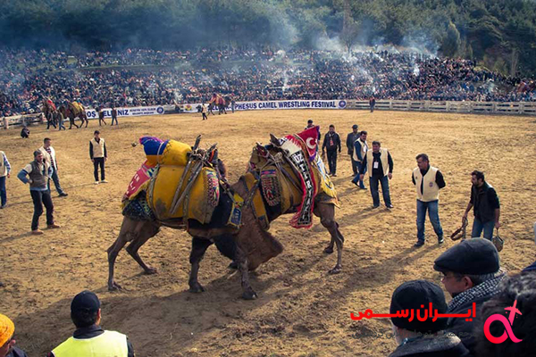 مسابقات شترسواری